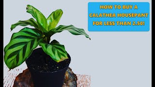 How to Buy Cheap Calathea Houseplants for Under 2.50!  | Quick Hacks
