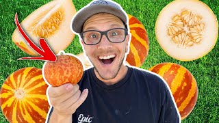 How To Grow Tiger Melons | Do They Taste As Good As They Look?!