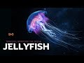 Jellyfish - Graceful Spirits of the Ocean - [Hindi] - Infinity Stream