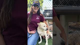Video preview image #1 Mutt Puppy For Sale in Pasadena, CA, USA