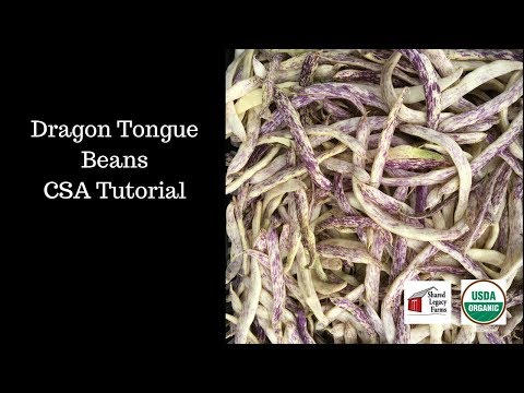 download lagu mp3 mp4 Dragon Tongue Beans Recipe, download lagu Dragon Tongue Beans Recipe gratis, unduh video klip Dragon Tongue Beans Recipe