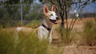Doberman Meets Egyptian Pariah: Dog Introduction (PUPPY BALADI!)