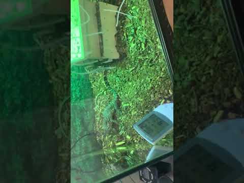 Baby water monitor eats lizard