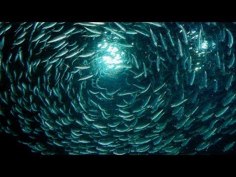 Diergaarde Blijdorp - 1 - Oceanium / Rotterdam 2009