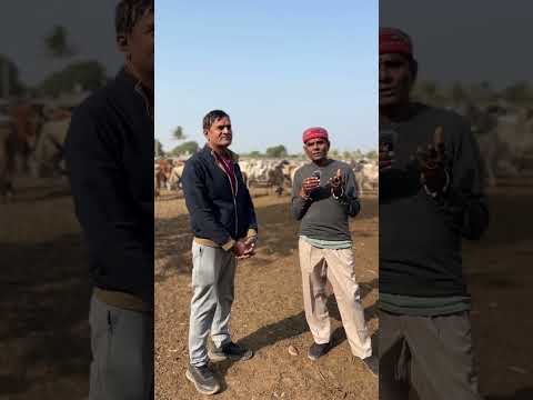 He adopted these 2 calves