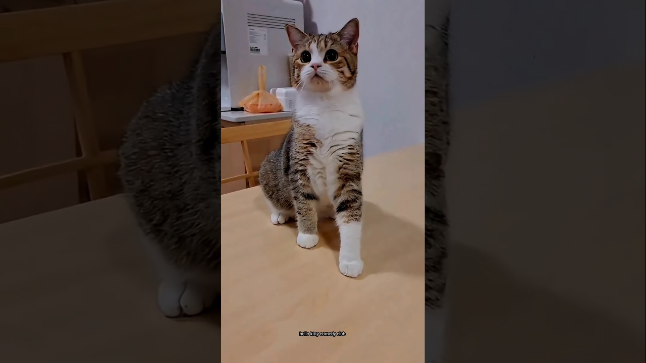 자오 제이크 콜로 키티 🤣#웃긴 #트렌딩 #고양이