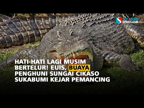 Hati-hati Lagi Musim Bertelur! Euis, Buaya Penghuni Sungai Cikaso Sukabumi Kejar Pemancing
