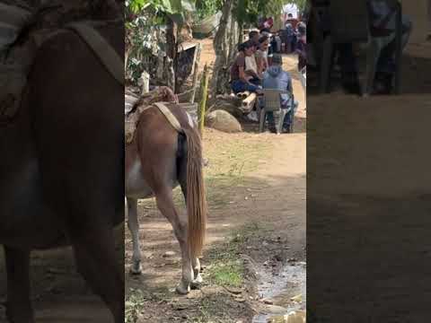 Mahoma  es una de las comunidades mas productivas y hermosa de San Jose de Ocoa #jhonenlacalle
