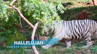 ALELUYA|| ROBERTO CARLOS ||Romanos 1:20 || CREACION DE DIOS || PLANETA TIERRA ||