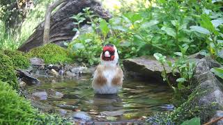 Beobachtungen am Vogelbad
