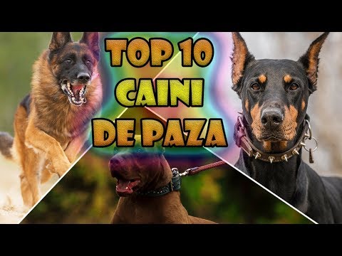 , title : 'TOP 10 Caini de paza / Cele mai puternice rase de caini'