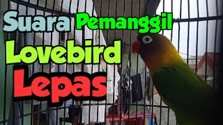 Download lagu SUARA PEMANGGIL LOVEBIRD YANG LEPAS, AMPUH..!! mp3