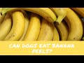 Are Banana Peels Bad For Dogs To Eat