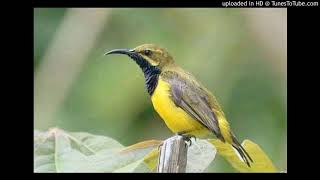 Download lagu suara pikat joos untuk pikat sogok ontong mp3 Download lagu suara pikat joos untuk pikat sogok ontong mp3