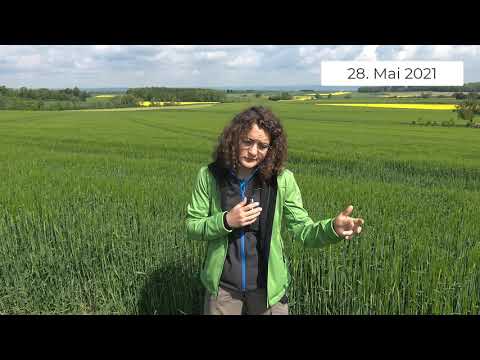 Pflanzenbau Aktuell - 28.05.2021