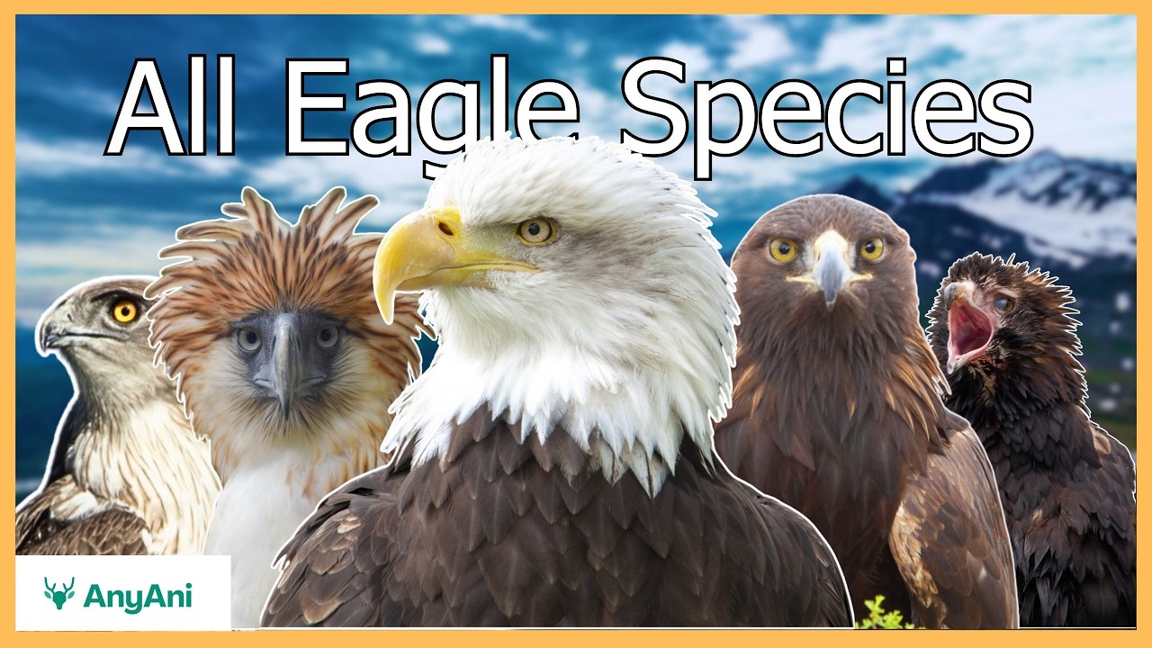 All Eagle Species – Journey Through the Wild Kingdom of the Planet’s Apex Raptors
