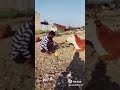 Aaku Thinu Poni Poka