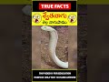White Cobra Facts Factsintelugu Swetha Naagu శ్వేతనాగు Amazingfacts Truefacts Shor
