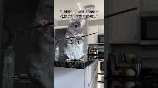 Oh really? 🥷 🪦 #Linus #ninja #chinchilla #rip #legend