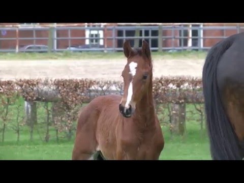 Holsteiner Fohlenauktion im Juni - Nr. 9 v. Casaltino - Contender