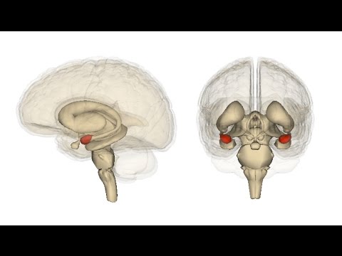 Communication Between the Amygdala and the Frontal Lobe