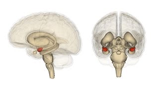 Communication Between the Amygdala and the Frontal Lobe