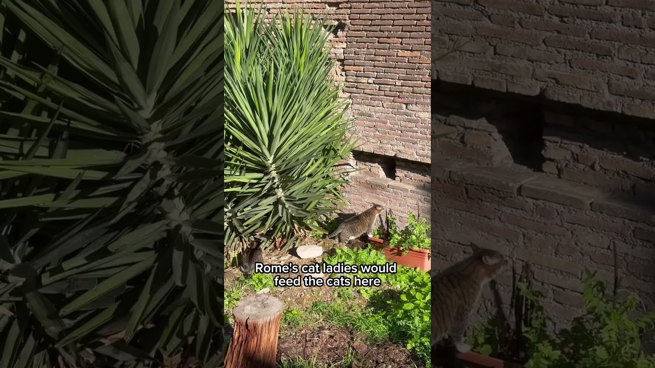 YouTube Short thumbnail