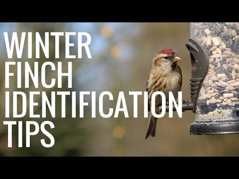 How to Identify Winter Finch Species
