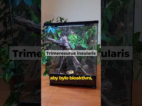 Modrásek má nové terárium🖤