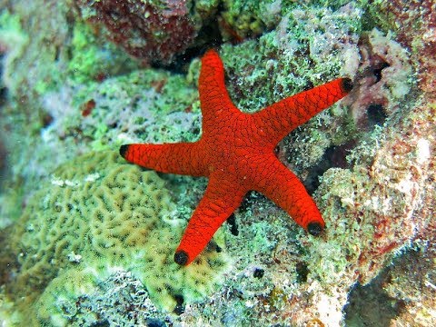 image-How big is the biggest starfish?