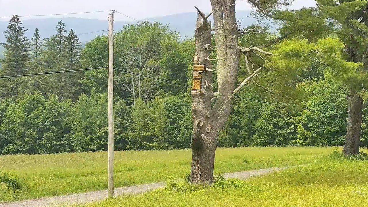 Live webcam view of Broken Tree Cam at the Raccoon Saloon