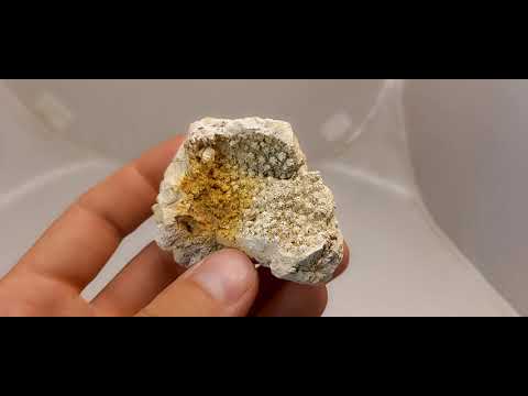 CORAL FOSSIL Stylina subornata  - Upper Jurassic - Wierzbica quarry- POLAND 1G73