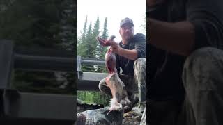 Hunting in bc snow shoe hare #skinning and gutting.