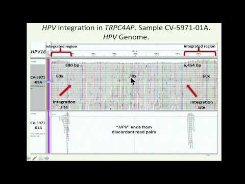 TCGA: Virus Analysis in Head and Neck and Bladder Cancers - Michael Parfenov