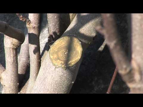 Feigenbaum schneiden und pflegen