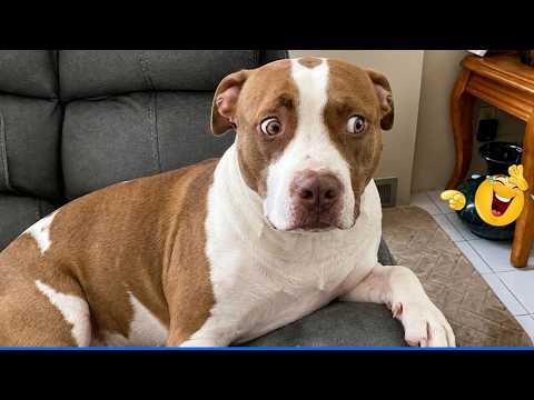 The Funniest Animal Moments Ever 😹🐶 The Funniest Animals That Will Make You Laugh Crazy