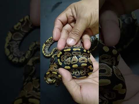 mystic & special😊 #snake #ballpython
