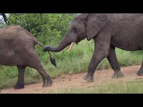 Adorable elephant walk past...