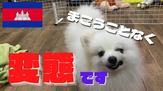 あかしゃかしゃかしゅ!!!(「赤坂サカス」と申しております)