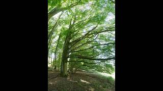 Geschichtliche Odenwälder Signalberge Tour mit vielen Fantasie Neuentd