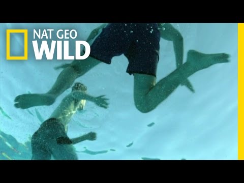 What It's Like to Be Attacked By a Shark | When Sharks Attack