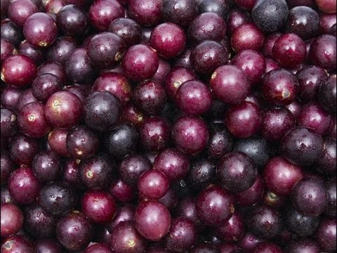 download lagu mp3 mp4 Muscadine Jelly Without Pectin, download lagu Muscadine Jelly Without Pectin gratis, unduh video klip Muscadine Jelly Without Pectin