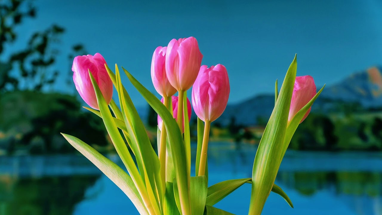 Relaxing Music for Sleep | Music for reduce Stress | Music for Relax