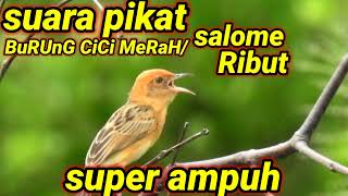 Download lagu suara pikat burung ribut cici merah atau salome sangat ampuh dan menjadi andalan para pemikat burung mp3