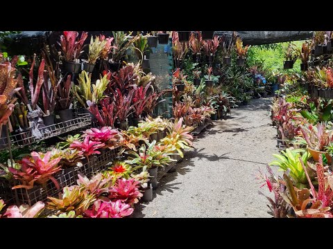 Bromeliad garden helpful products review. Temu and Amazon products rated.