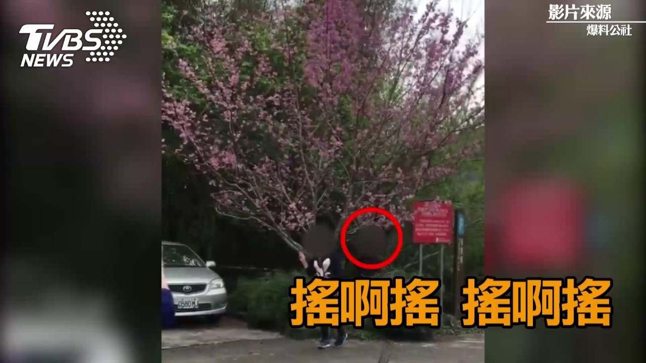 無言!缺德遊客為拍照 搖樹製造「櫻花雨」