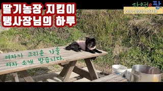 우리농장 딸기 지킴이 탱이 강아지 사장님을 소개합니다. 강아지도 딸기 먹는거 아세요? 유기견을 사랑합시다. …