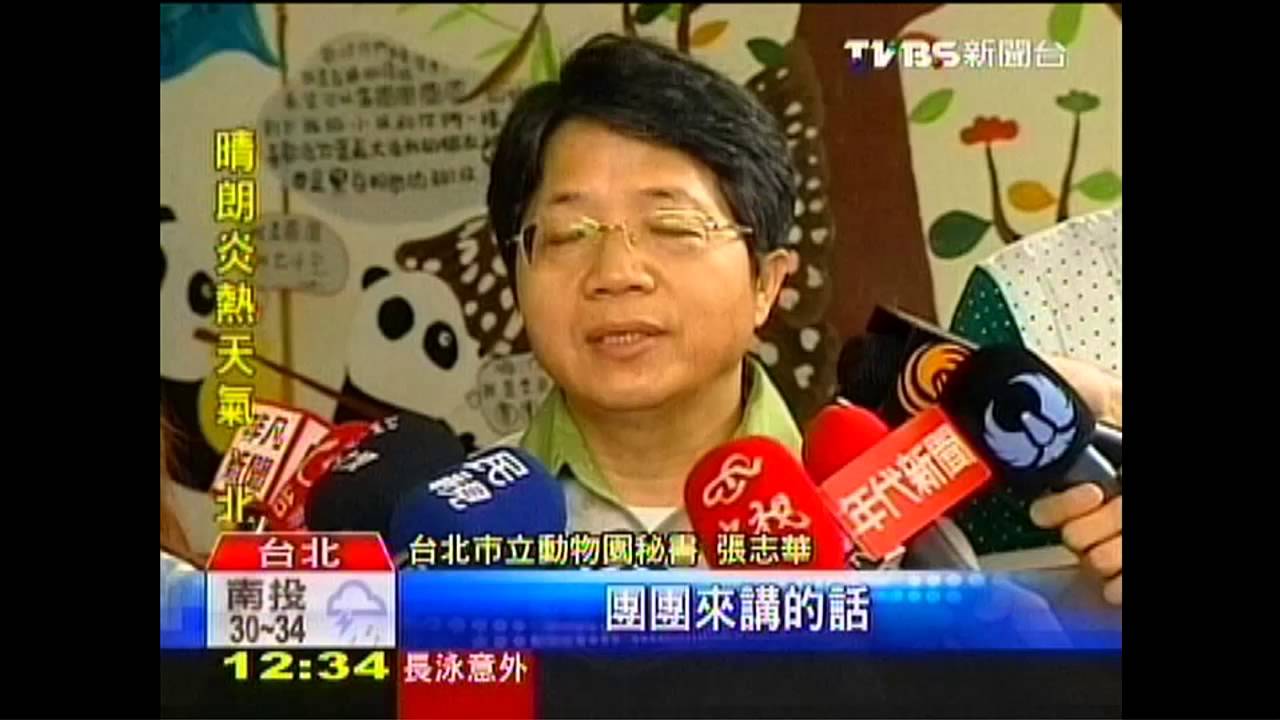 吃得少、懶洋洋　貓熊圓圓「可能」懷孕