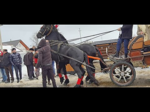 Armăsarii domnului Florin de la Vicovu de Sus