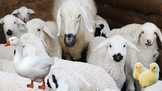 Animal sounds in nature, goat sound, cow videos, funny chicken, duck, sheep
